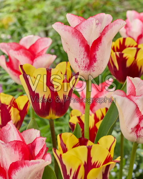 Tulipa Beautytrend, Helmar