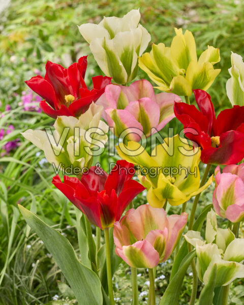 Tulipa viridiflora blend