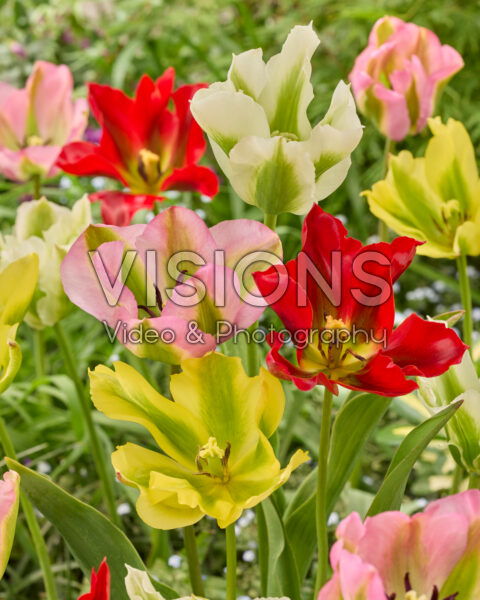 Tulipa viridiflora blend