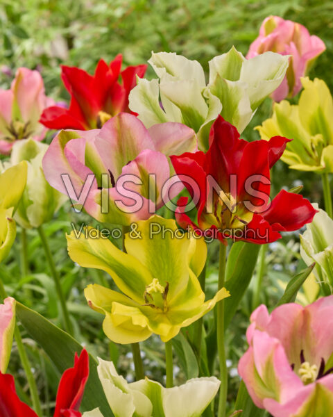 Tulipa viridiflora blend