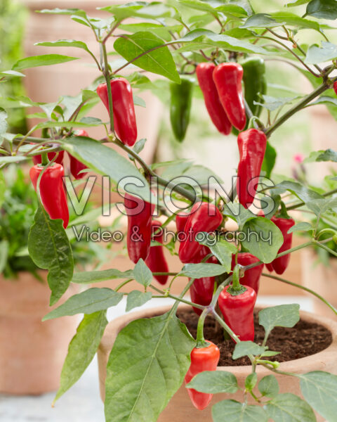 Capsicum annuum Jalapeño Pepper Baby