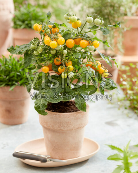 Solanum lycopersicum Ponchi Re Yellow