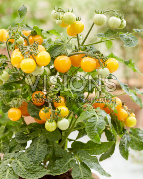 Solanum lycopersicum Ponchi Re Yellow