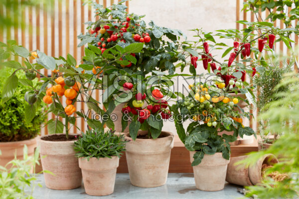 Edible plant collection