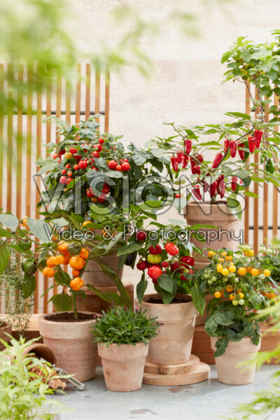 Eetbare plantencollectie