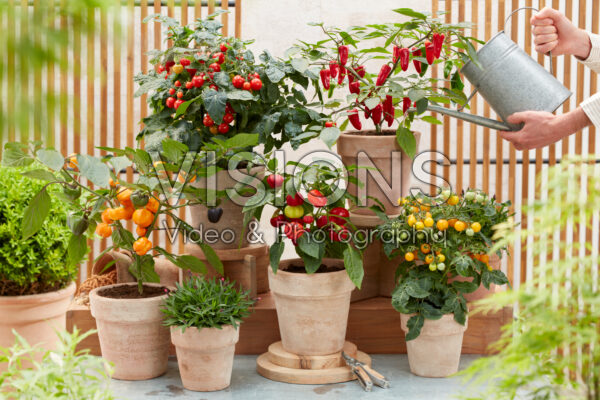 Edible plant collection