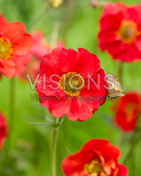 Geum Fiery Tempest