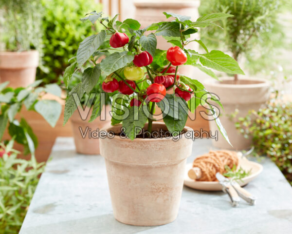 Capsicum annuum Pumpkin Pepper Spooky Red Capsicum annuum Pumpkin Pepper Spooky Red