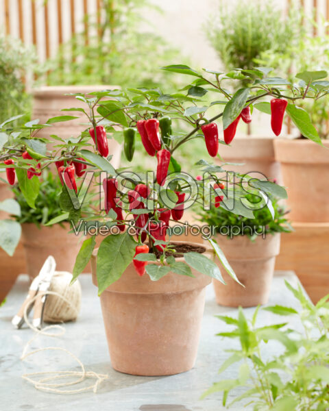 Capsicum annuum Jalapeño Pepper Baby