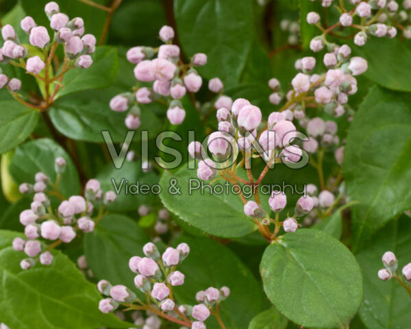 Deutzia Prettistars Pink Cloud Deutzia Prettistars Pink Cloud