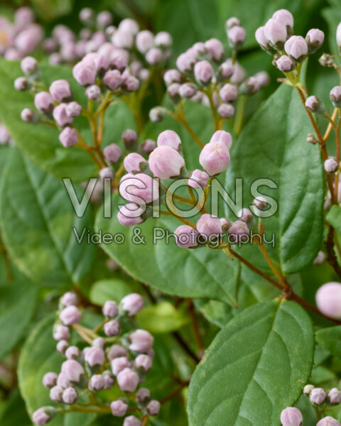Deutzia Prettistars Pink Cloud Deutzia Prettistars Pink Cloud
