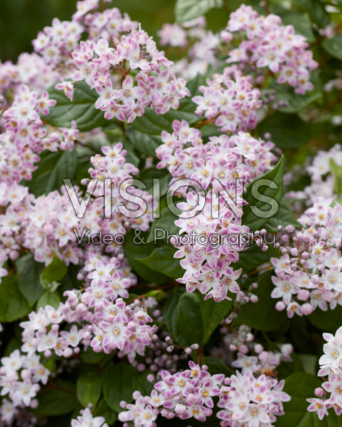 Deutzia Prettistars Pink Cloud Deutzia Prettistars Pink Cloud