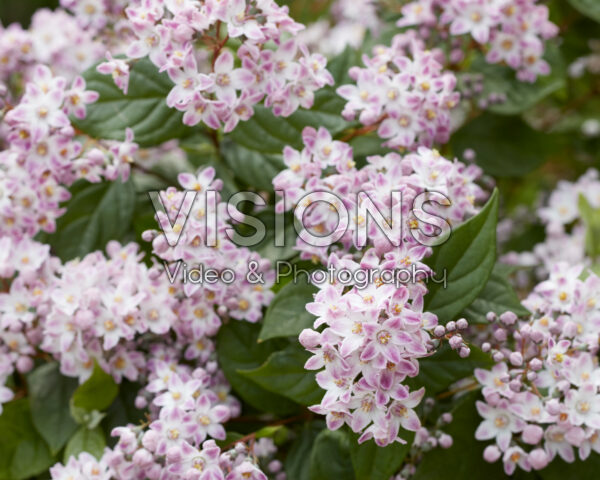 Deutzia Prettistars Pink Cloud