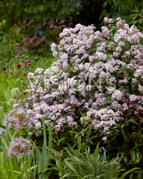 Deutzia Prettistars Pink Cloud Deutzia Prettistars Pink Cloud