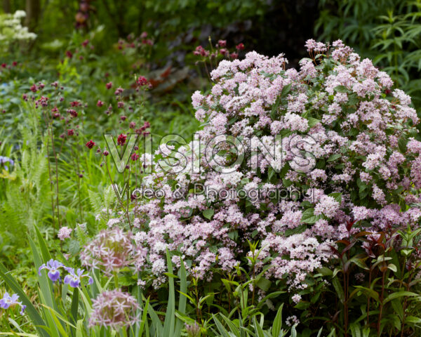 Deutzia Prettistars Pink Cloud Deutzia Prettistars Pink Cloud