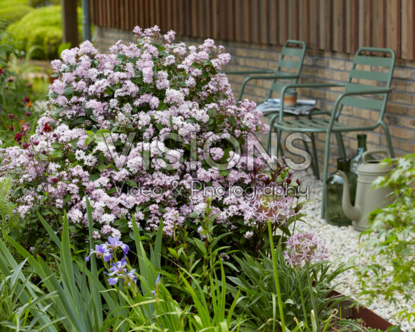 Deutzia Prettistars Pink Cloud Deutzia Prettistars Pink Cloud