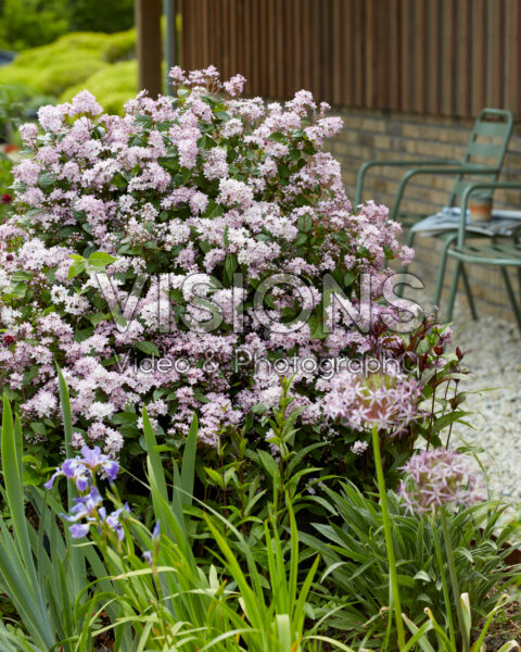 Deutzia Prettistars Pink Cloud Deutzia Prettistars Pink Cloud