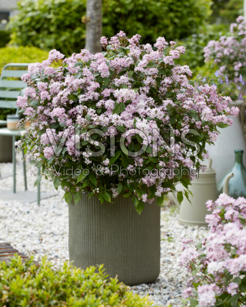 Deutzia Prettistars Pink Cloud