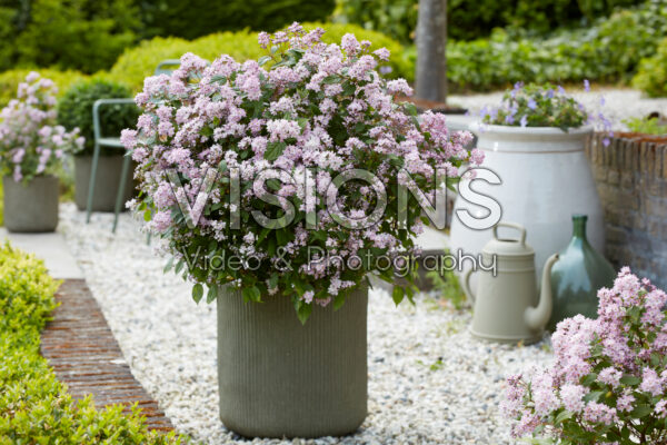 Deutzia Prettistars Pink Cloud