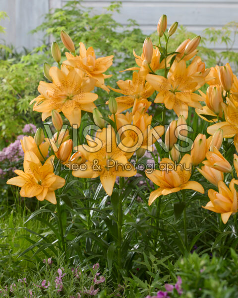 Lilium Dutch Candy