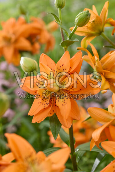 Lilium Dutch Design