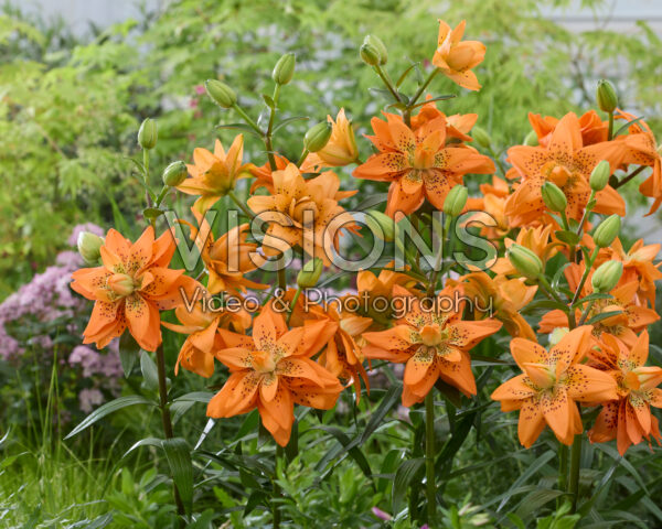 Lilium Dutch Design Lilium Dutch Design