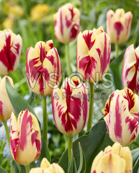 Tulipa Grand Perfection