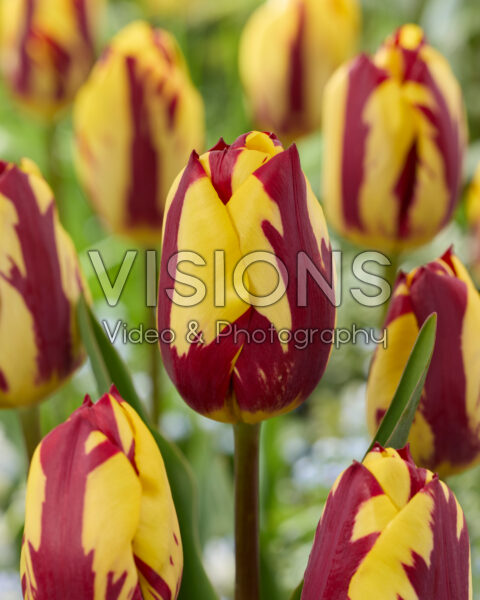 Tulipa Helmar Tulipa Helmar