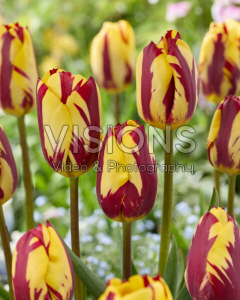 Tulipa Helmar Tulipa Helmar
