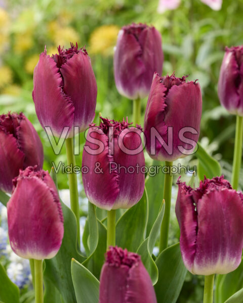 Tulipa Purple Crystal