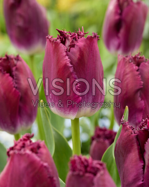 Tulipa Purple Crystal
