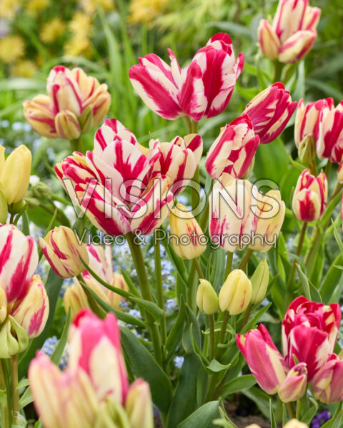 Tulipa Flaming Club