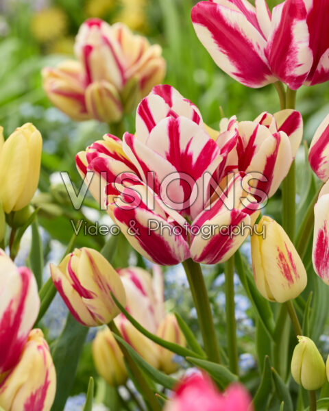 Tulipa Flaming Club Tulipa Flaming Club