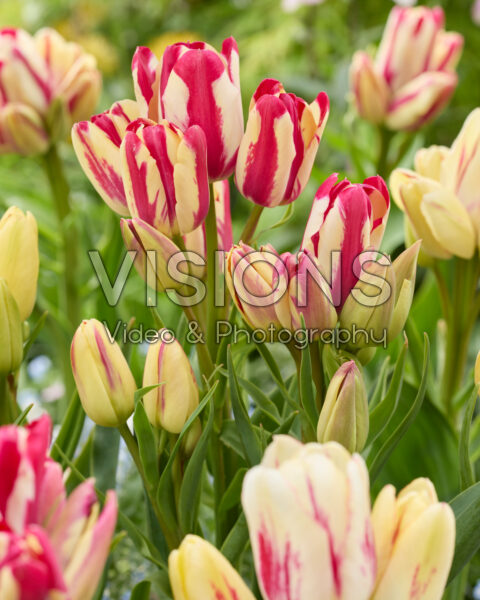Tulipa Flaming Club