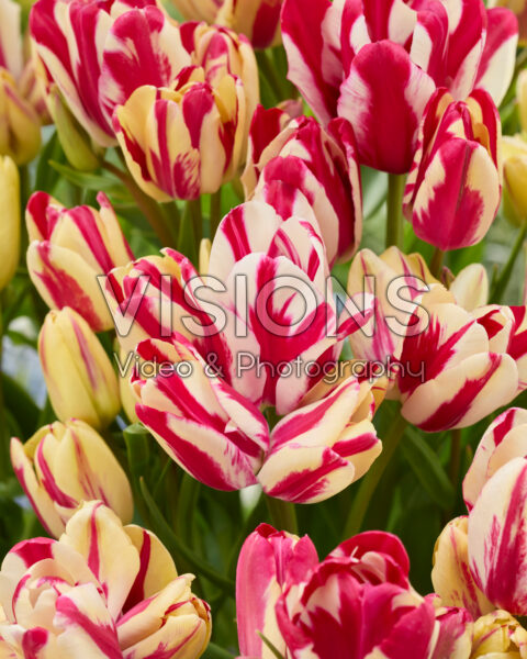 Tulipa Flaming Club