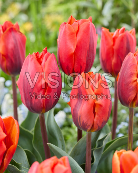 Tulipa Hermitage