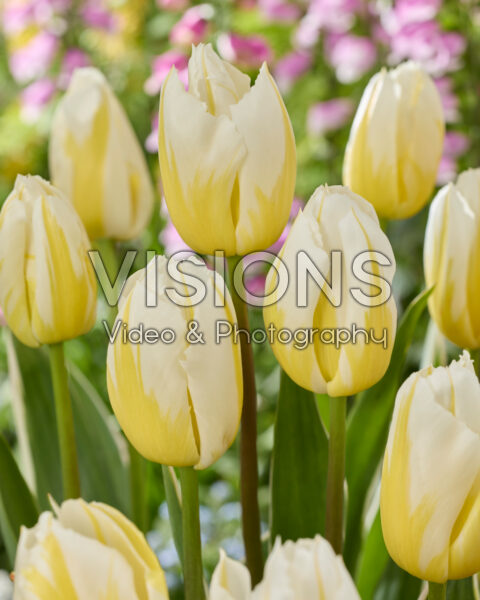 Tulipa Happy People Tulipa Happy People