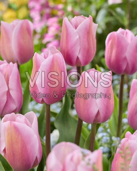 Tulipa Sweet Breeze Tulipa Sweet Breeze