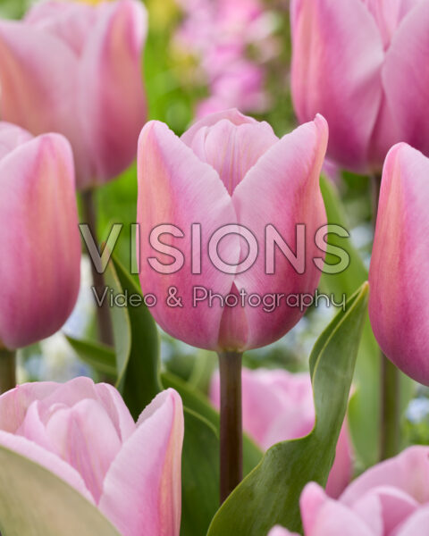 Tulipa Sweet Breeze Tulipa Sweet Breeze