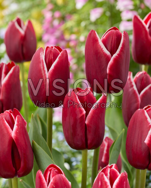 Tulipa African Queen
