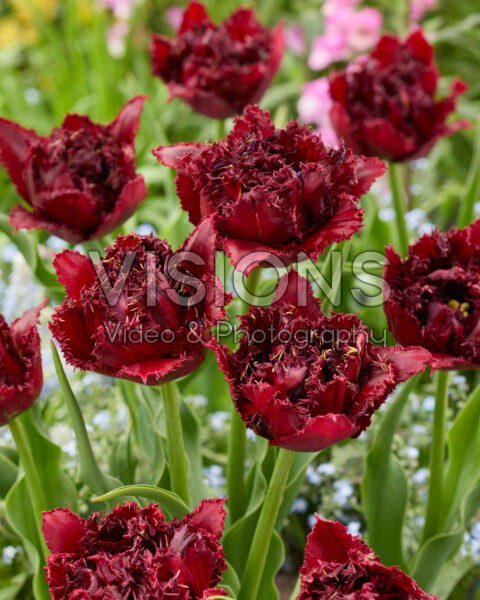 Tulipa Ajaccio