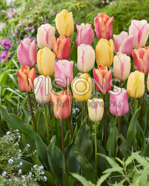 Tulipa pastel mix