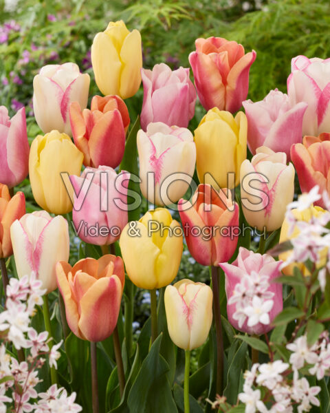 Tulipa pastel mix