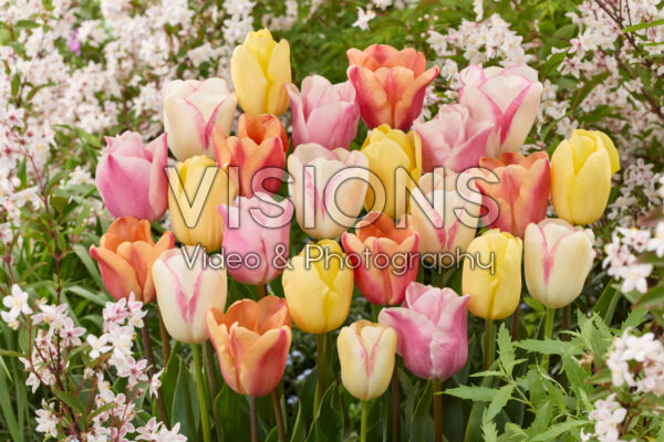 Tulipa pastel mix