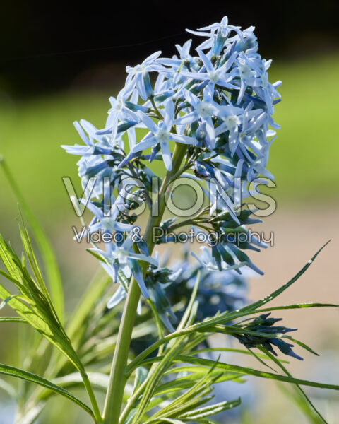 Amsonia