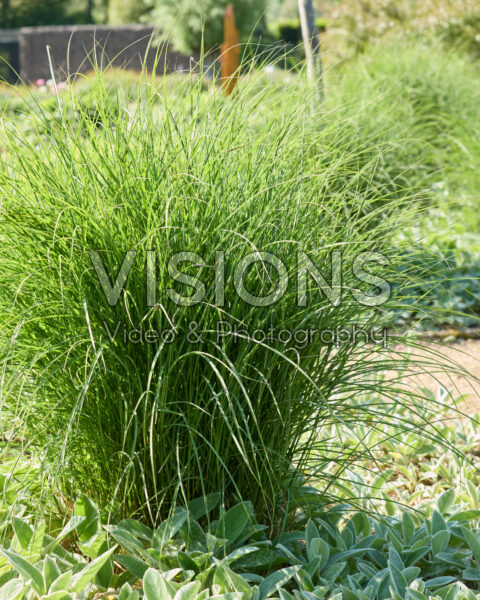 Ornamental grass