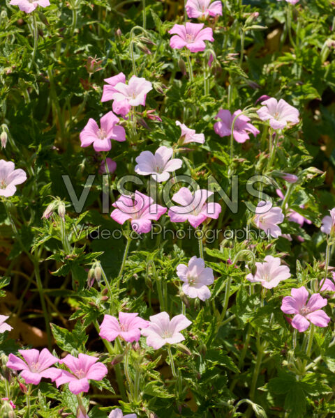 Geranium Geranium