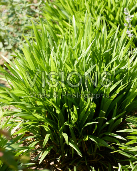 Liriope muscari