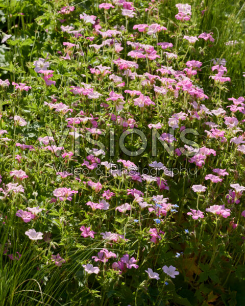 Geranium Geranium