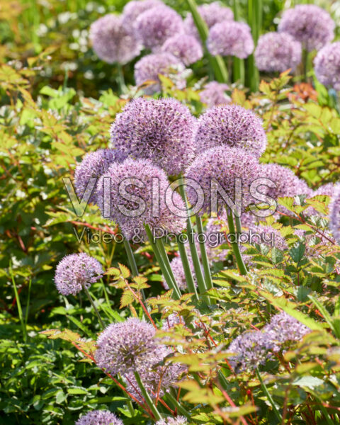 Allium Allium